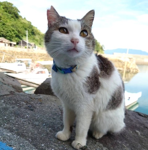 さくら猫２