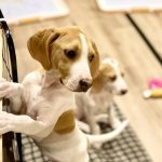 保護犬