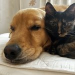 保護犬猫